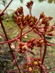 Kalanchoe sexangularis
