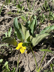 Viola nuttallii