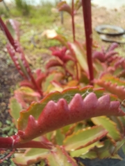 Kalanchoe sexangularis