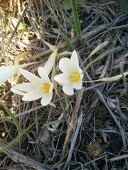 Crocus ochroleucus
