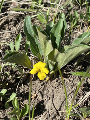 Viola nuttallii