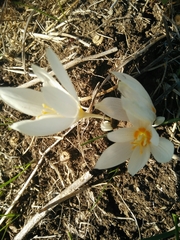 Crocus ochroleucus