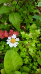 Anthemideae