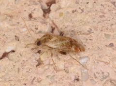 Hamatophylus guttulosus