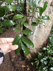 Monanthotaxis caffra