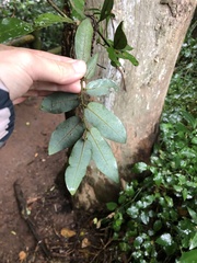 Monanthotaxis caffra