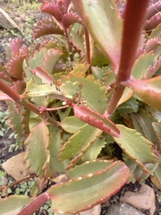 Kalanchoe sexangularis