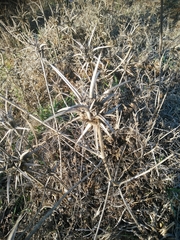 Exoacantha heterophylla