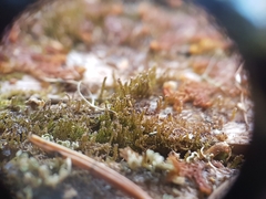 Crossocalyx hellerianus