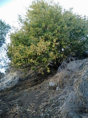 Styrax officinalis