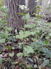 Alliaria petiolata