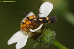 Eretmocera laetissima