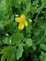 Chelidonium majus