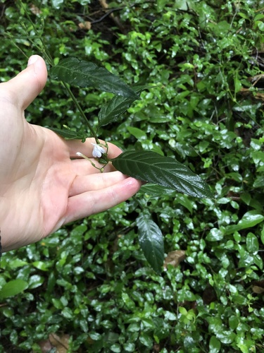 Snake Jasmine (Rhinacanthus gracilis)