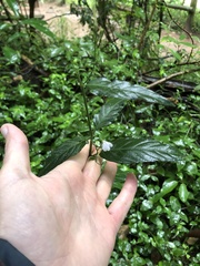 Rhinacanthus gracilis