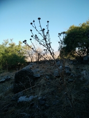 Onopordum cynarocephalum