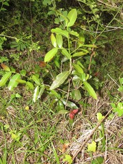 Ochna natalitia