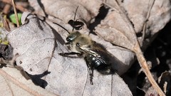 Osmia lignaria