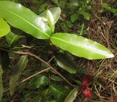 Ochna natalitia