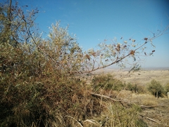 Salix acmophylla