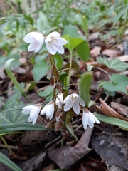 Claytonia virginica