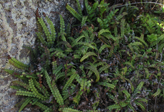Blechnum blechnoides