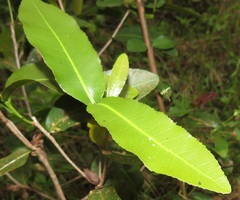 Ochna natalitia