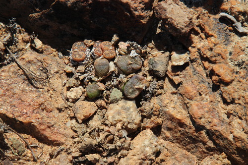 Conophytum pellucidum
