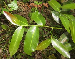 Ochna natalitia