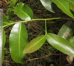 Ochna natalitia