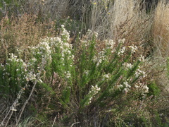 Baccharis ulicina
