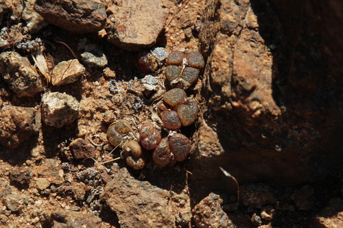Conophytum pellucidum