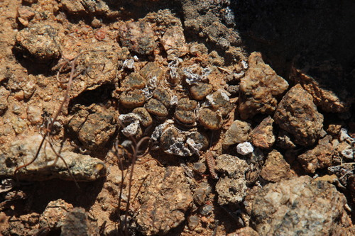 Conophytum pellucidum