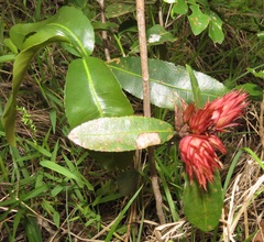 Ochna natalitia
