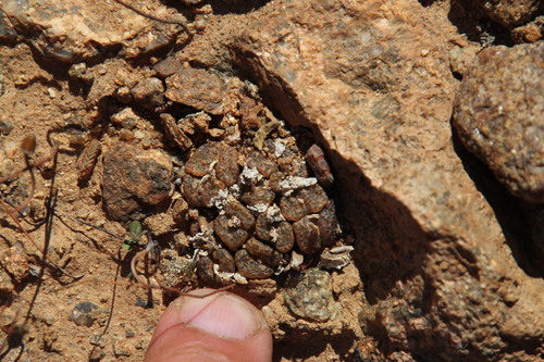 Conophytum pellucidum