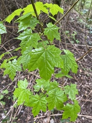 Acer platanoides