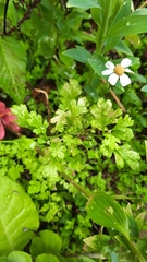 Anthemideae