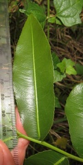 Ochna natalitia