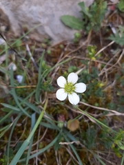 Saxifraga