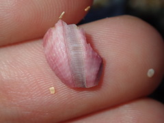 Megabalanus coccopoma