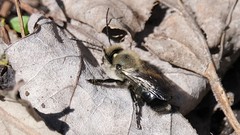 Osmia lignaria