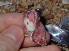 Megabalanus coccopoma