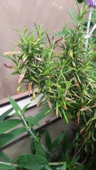 Lamiaceae