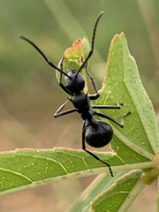 Polyrhachis militaris