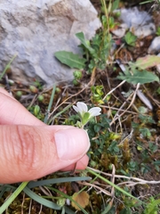Saxifraga