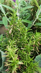Lamiaceae