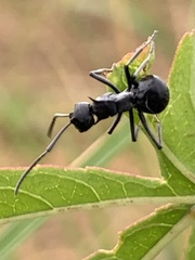 Polyrhachis militaris