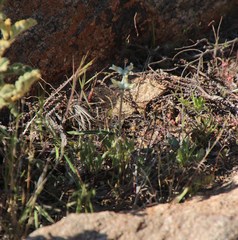 Lachenalia inconspicua