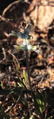 Lachenalia inconspicua