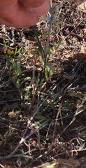 Lachenalia inconspicua